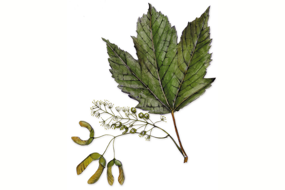 A sycamore leaf and seeds