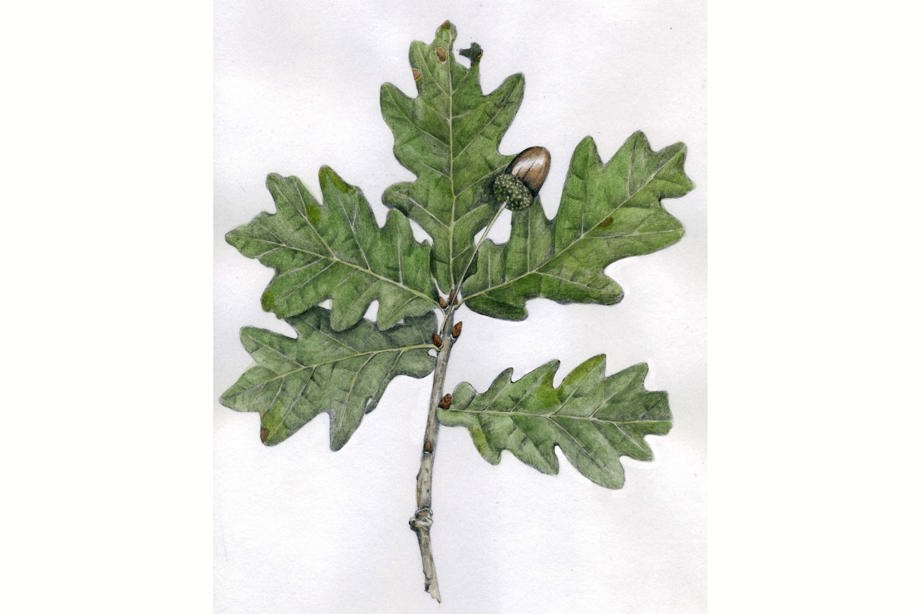 An oak leaf