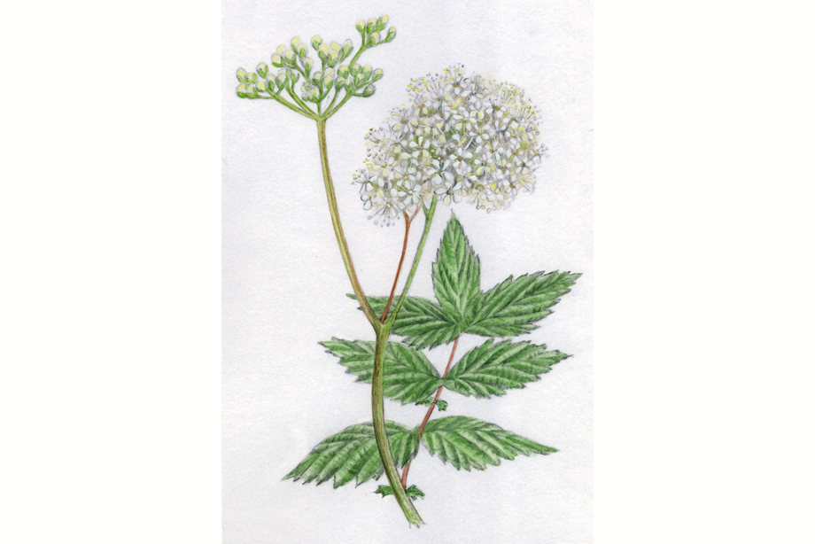 A white flower
