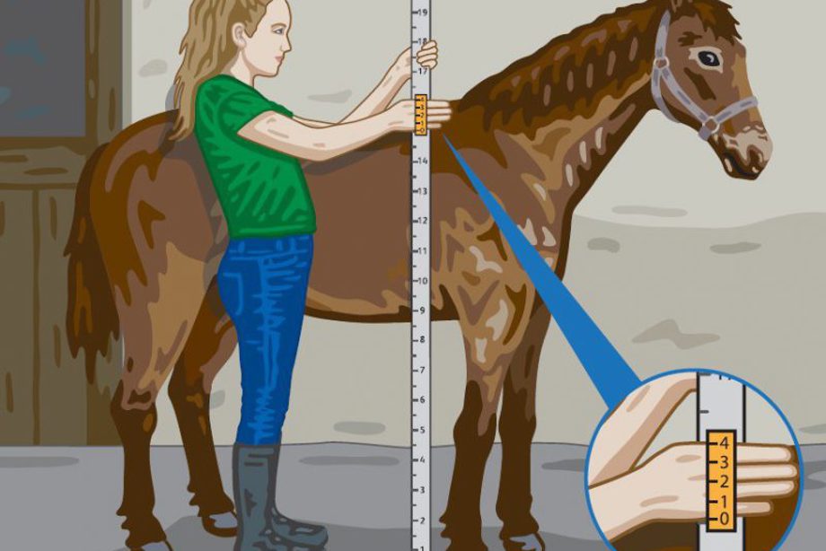 Girl standing next to a horse with a measuring stick