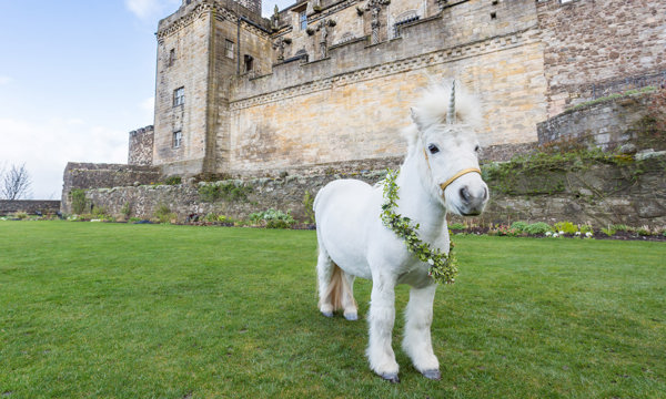 A pony with a Unicorn's horn on it's forehead in the Queen Anne Garden at Stirling Castle