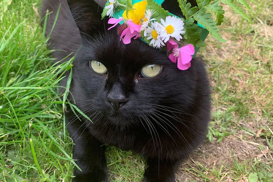 A black cat wearing a crown made from card and leaves and flowers stuck to it