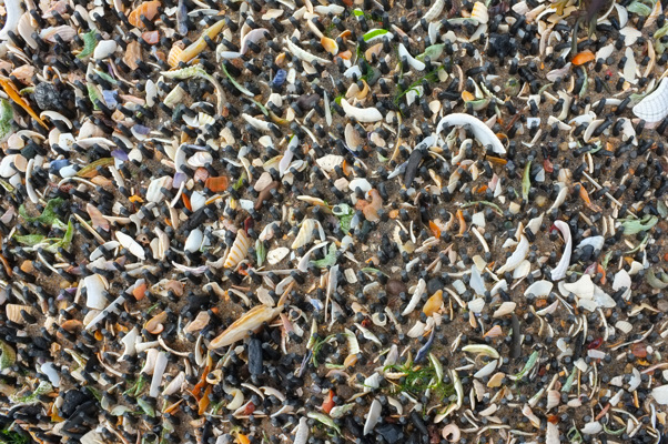 A plastic mat covered in wet sand, sea weed and shells