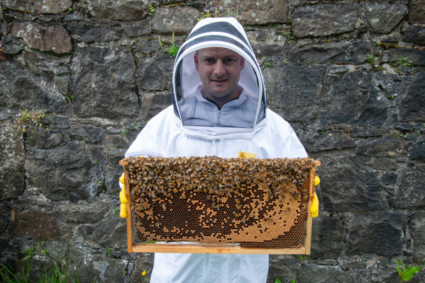 A bee keeper holds a wooden frame covered in wax, honey and bees.