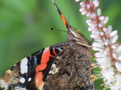 A close up of a peacock butterfly sitting on the edge of a flower