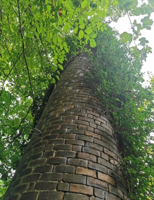 Old chimney covered with trees and plants.