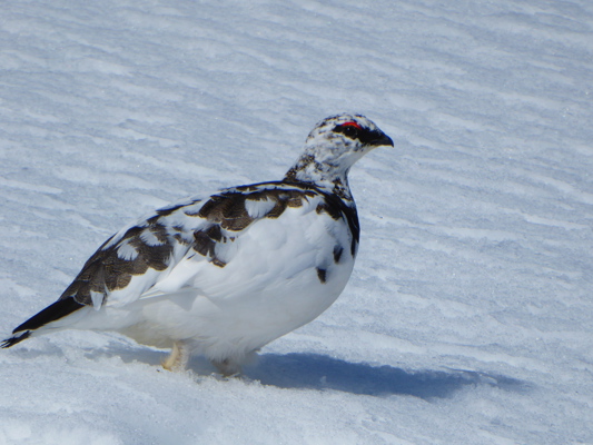 Ptarmigan in the Cairngorms - perfectly adapted to our climate