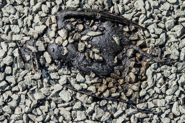 A dead, black bird is lying on its back, wings partially spread, partially covered by newly laid tarmac