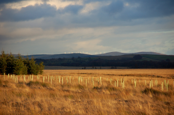 Planting new trees and reaping the wind for power near Muirkirk Ayrshire.