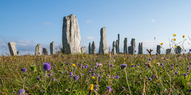 Calanais Standing Stones and wild flowers on a sunny day