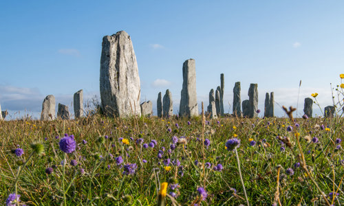 Calanais Standing Stones and wild flowers on a sunny day