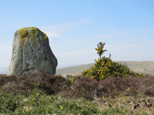 Fowlis Wester Standing stone with a face shape looking at a large clump of yellow flowered Gorse.