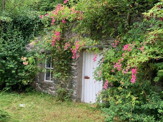 A gardener's cottage covered with flowering shrub at Colonsay House