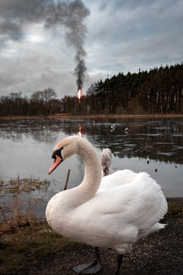A swan standing by a lake with a large flame burning in the background emanating a plume of smoke.