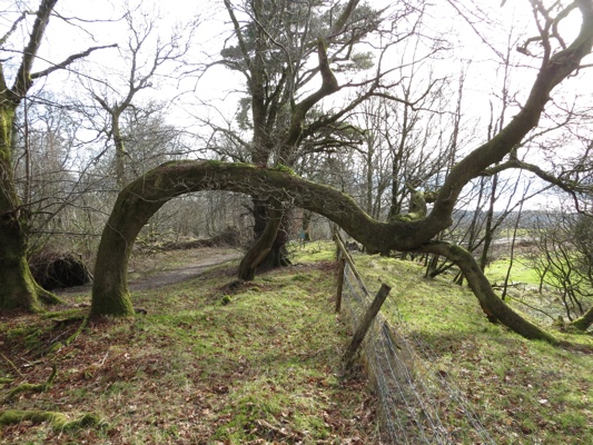 A tree which instead of growing up has grown in a curve so that its top rests on the ground.
