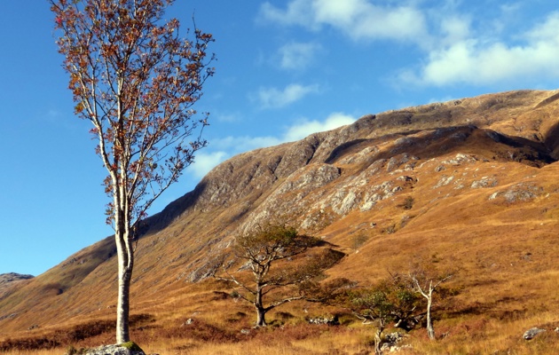 A few trees left of the extensive woodlands that once covered Ardgour