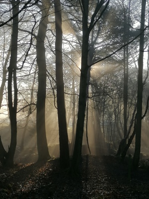 The sun rising and the light of a new day shinning through the trees of the woods