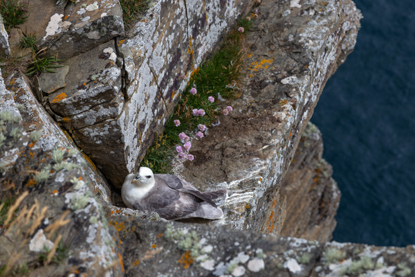 Lowered profile of a Fulmar bird making 'eye' contact & perched on narrow cliff fissure, with it's back exposed to the biting North Sea elements.