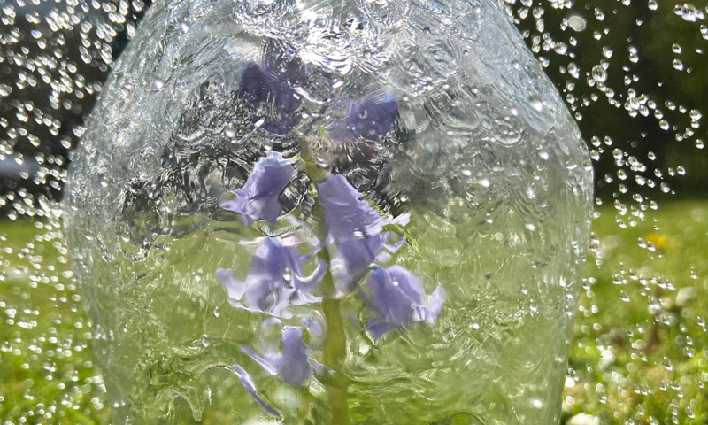 A bluebell in a jar surrounded by water droplets