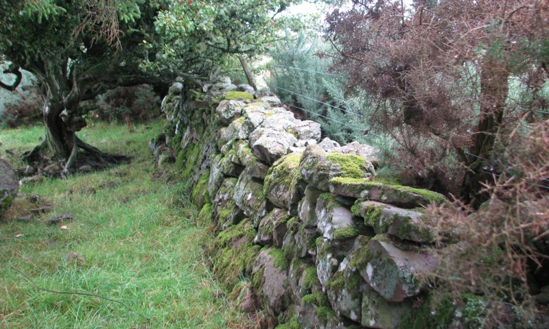 A moss-covered dry stone wall 
