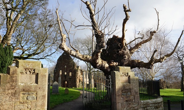 A gnarled tree in front of the ruins of Beauly Priory