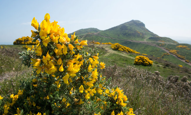 Bright yellow gorse plants growing in Holyrood Park