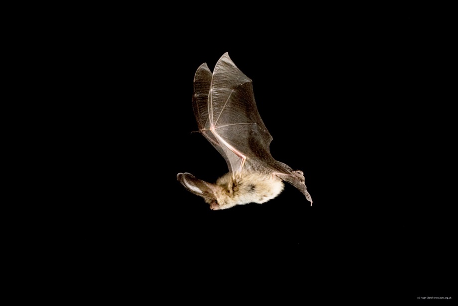 Brown Long Eared bat in flight