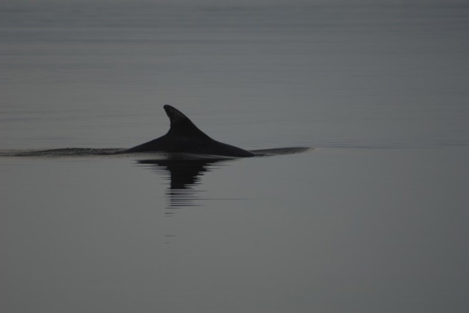 A bottlenose dolphin going back under the water in the Moray Frith