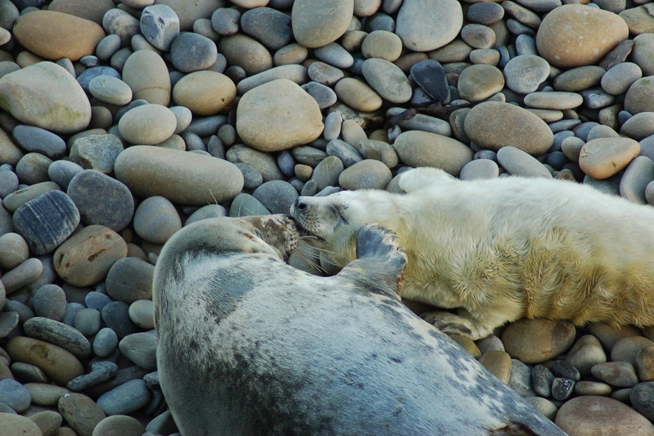 Mum and pup grey seals lying together on a stone beach
