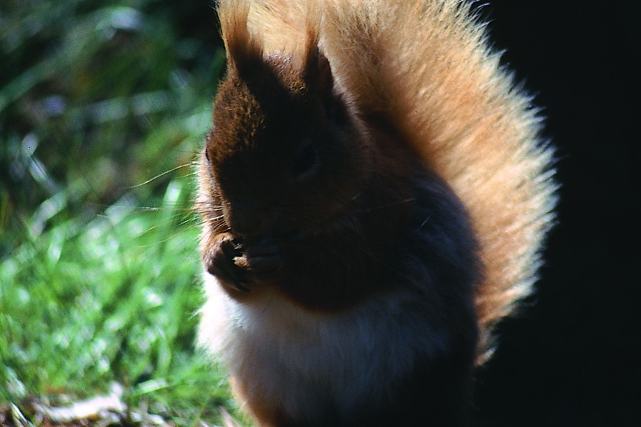 A Red Squirrel in woodland eating some food 