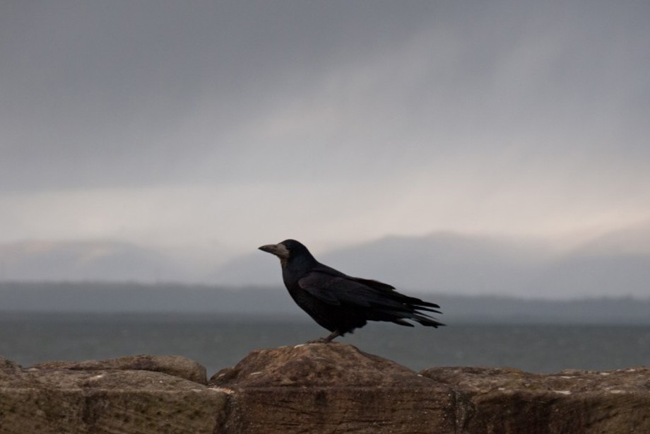 A Rook sitting on a wall with Linlithgow Loch in the background