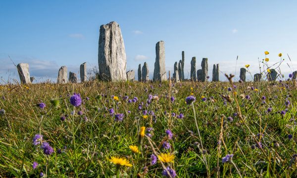 Wild flowers around Calanais Standing Stones