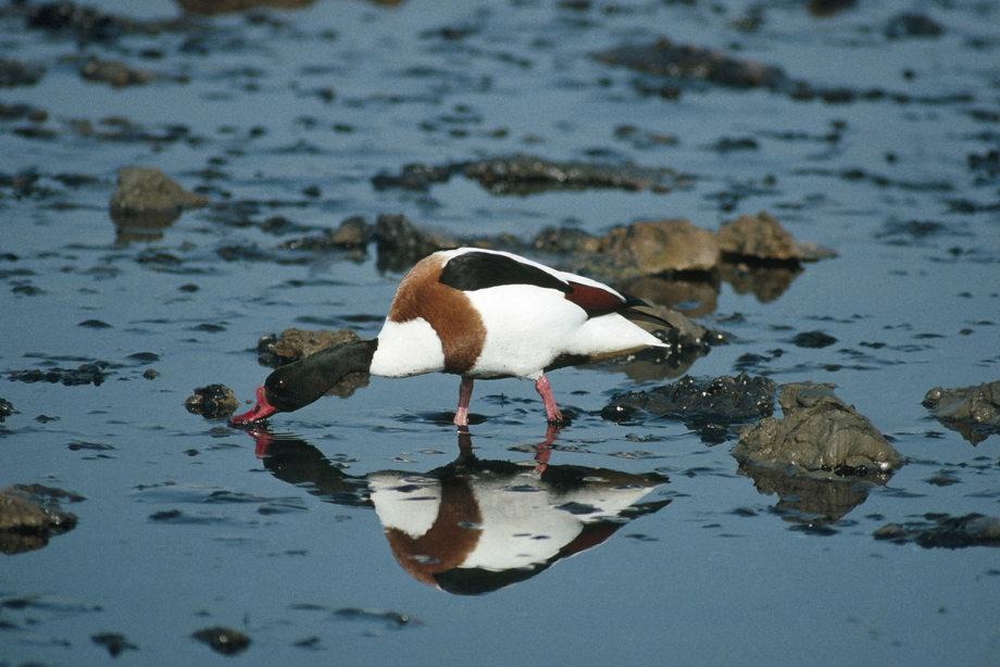A shelduck with its beak in the water
