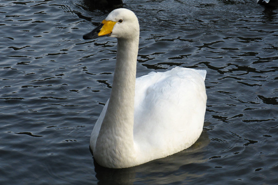 Whooper swan in a loch