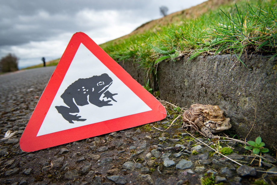 Warning sign for toads on the road