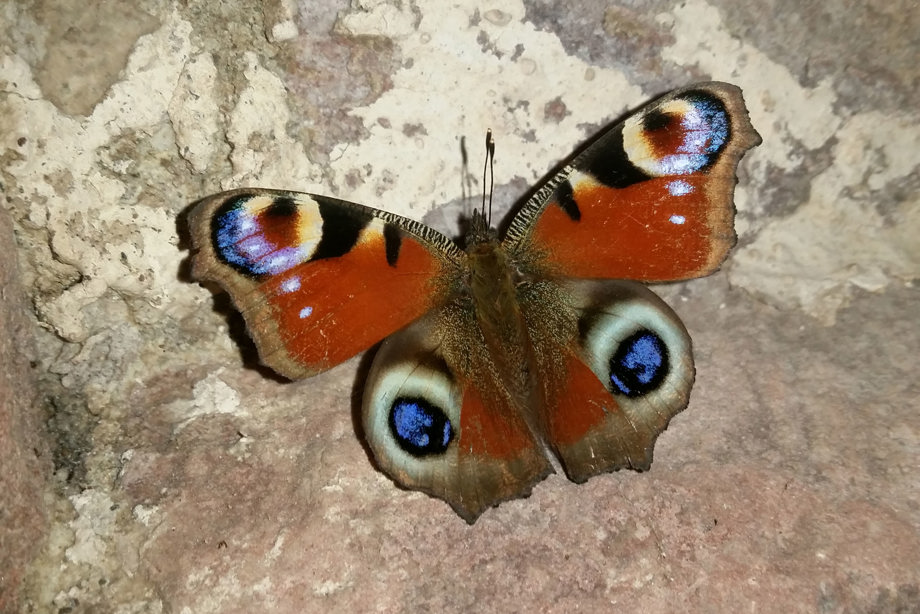 A peacock butterfly seen at Dryburgh Abbey