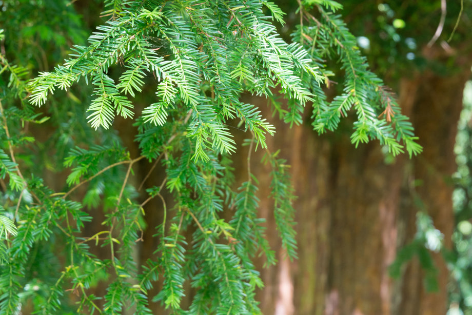 Dryburgh Yew Tree in the grounds of Dryburgh Abbey