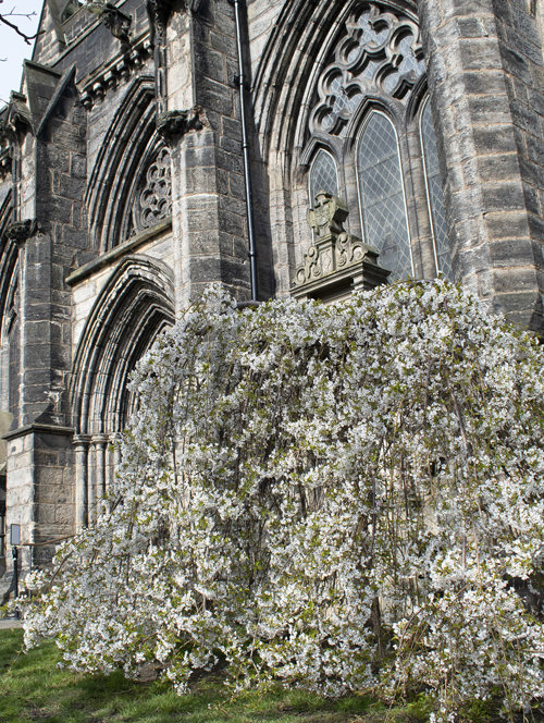 Cherry blossom growing outside Glasgow Cathedral