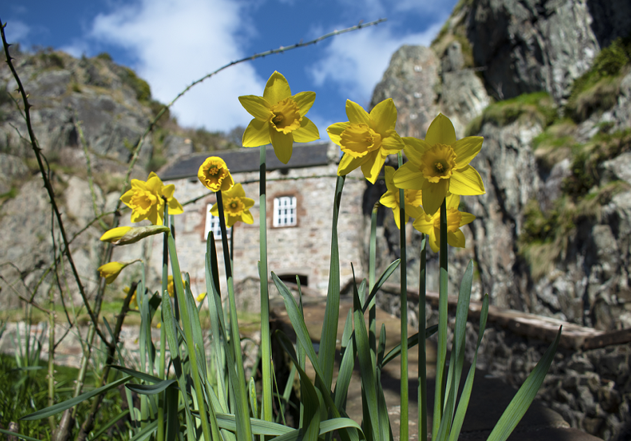 Daffodils at Dumbarton Castle