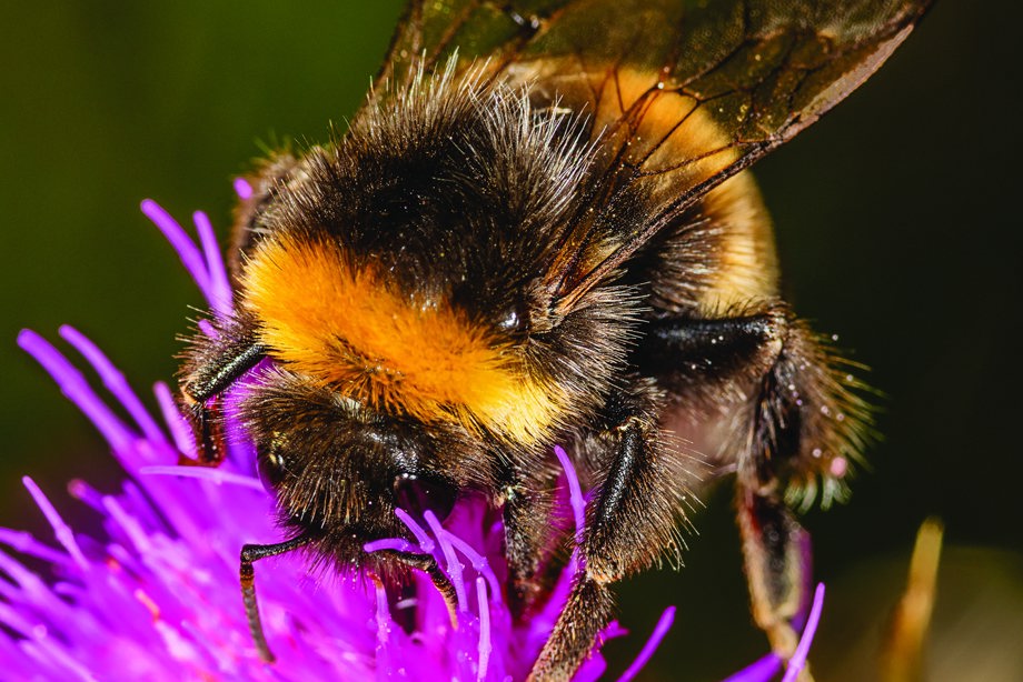 Bumblebee on a pink flower