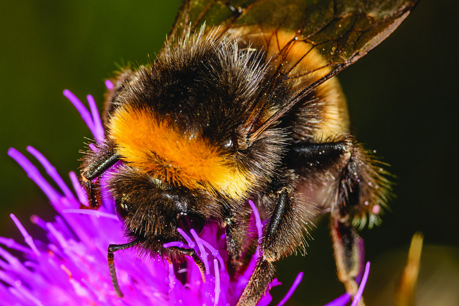 Bumblebee on a pink flower