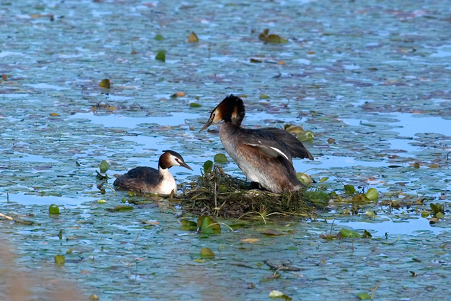 Greater Crested Grebes in the water
