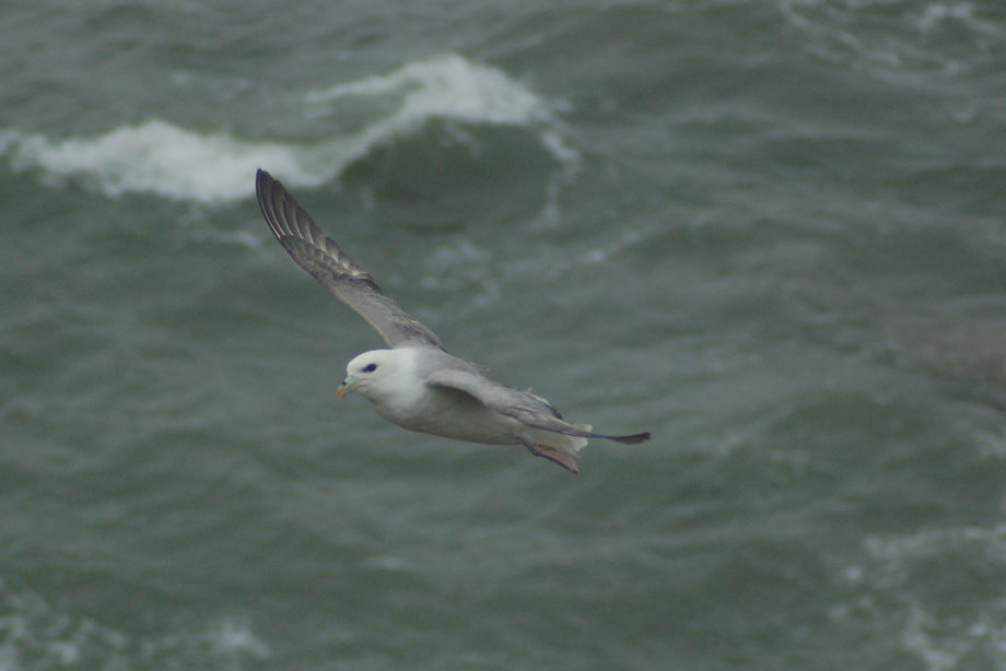 A Fulmar flying low over water at St Andrews 