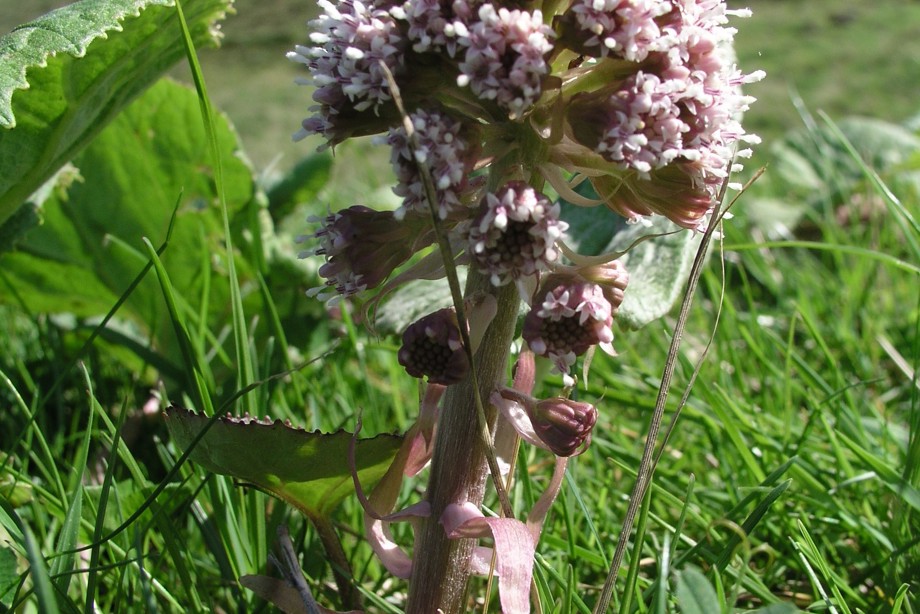 General view of Butterbur