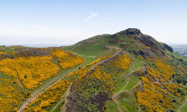 View of Arthur's Seat in Holyrood Park from the north. It is a clear summer's day, the park his is covered in yellow flora and bright green grass. Dirt paths crisscross one another, climbing their way up the hill.