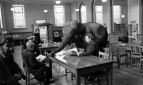 A black and white photograph taken inside a library. Two men are sat at a table reading newspapers. An elephant is stood behind one of the men, reaching across the table with its trunk. Six people watch from other tables in the library.