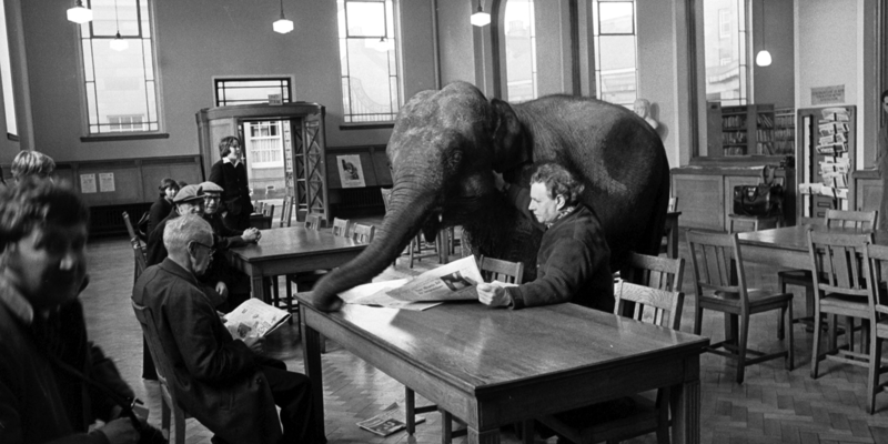 A black and white photograph taken inside a library. Two men are sat at a table reading newspapers. An elephant is stood behind one of the men, reaching across the table with its trunk. Six people watch from other tables in the library.