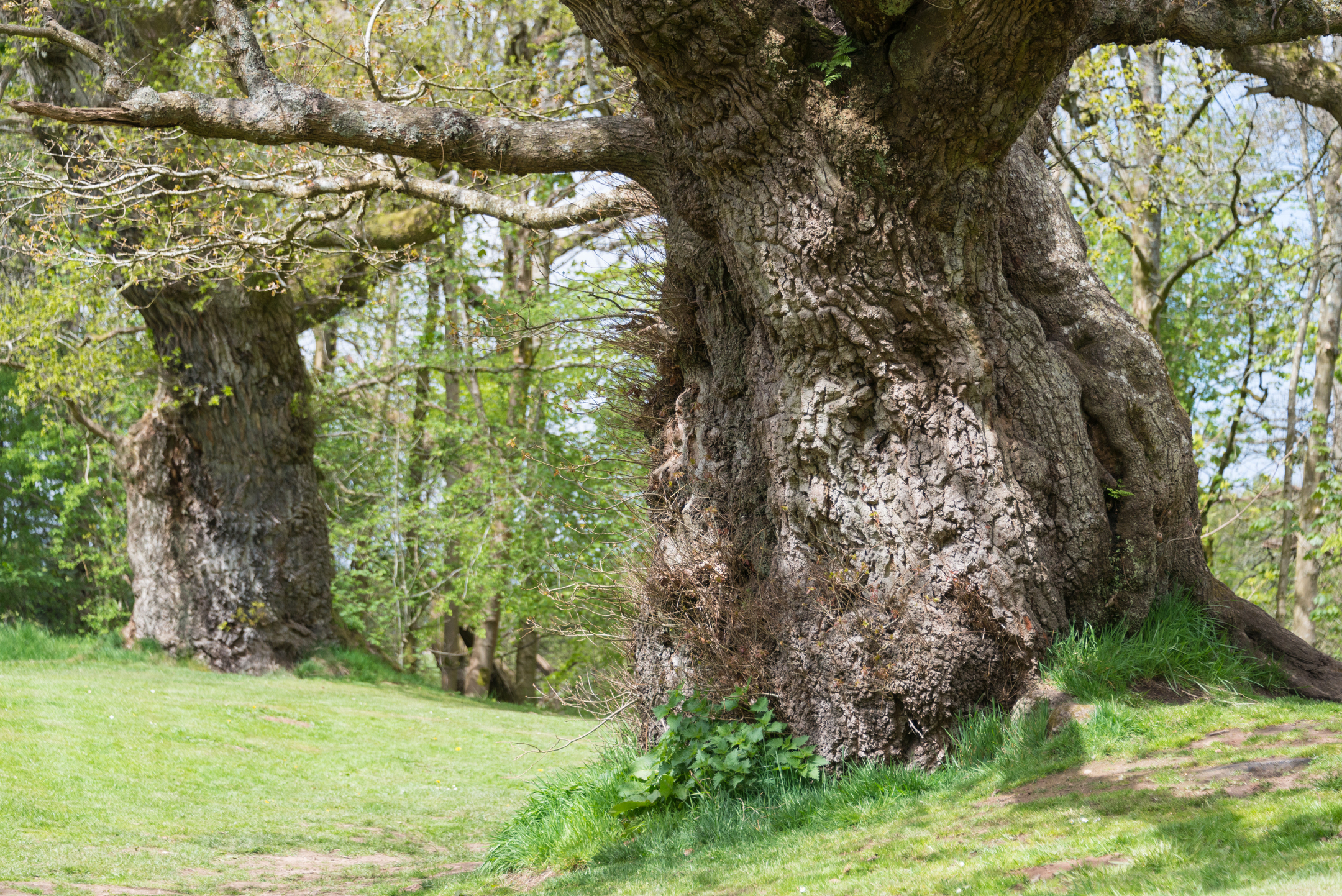 Close-up shot of a huge, old, gnarled oak tree.