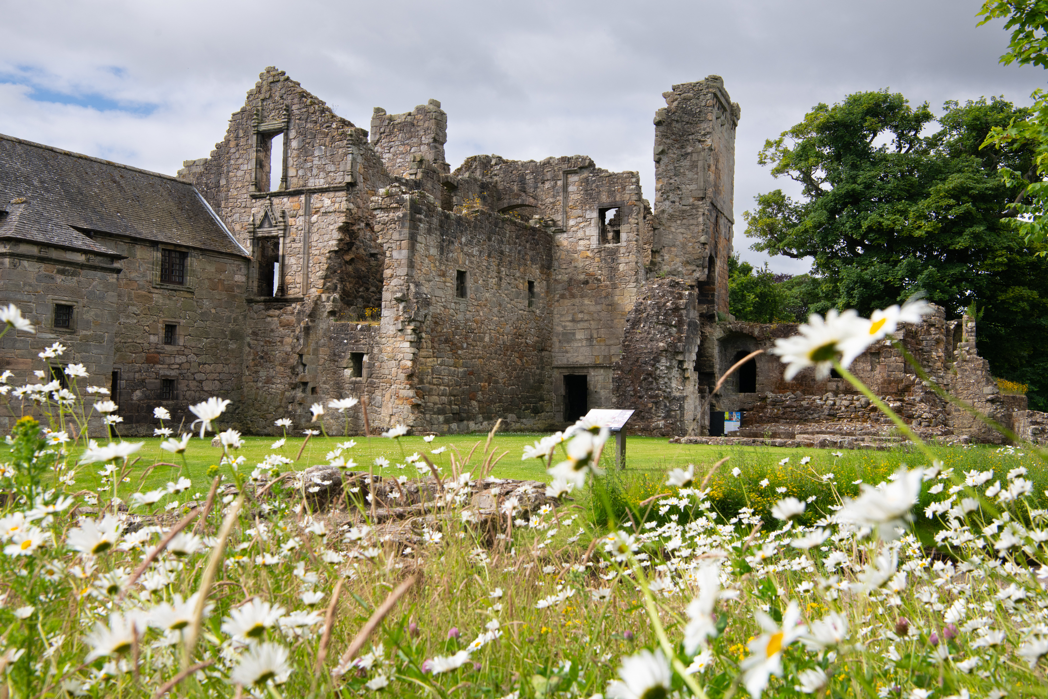 A historic stone castle, with daisy-like wildflowers growing in the grounds 