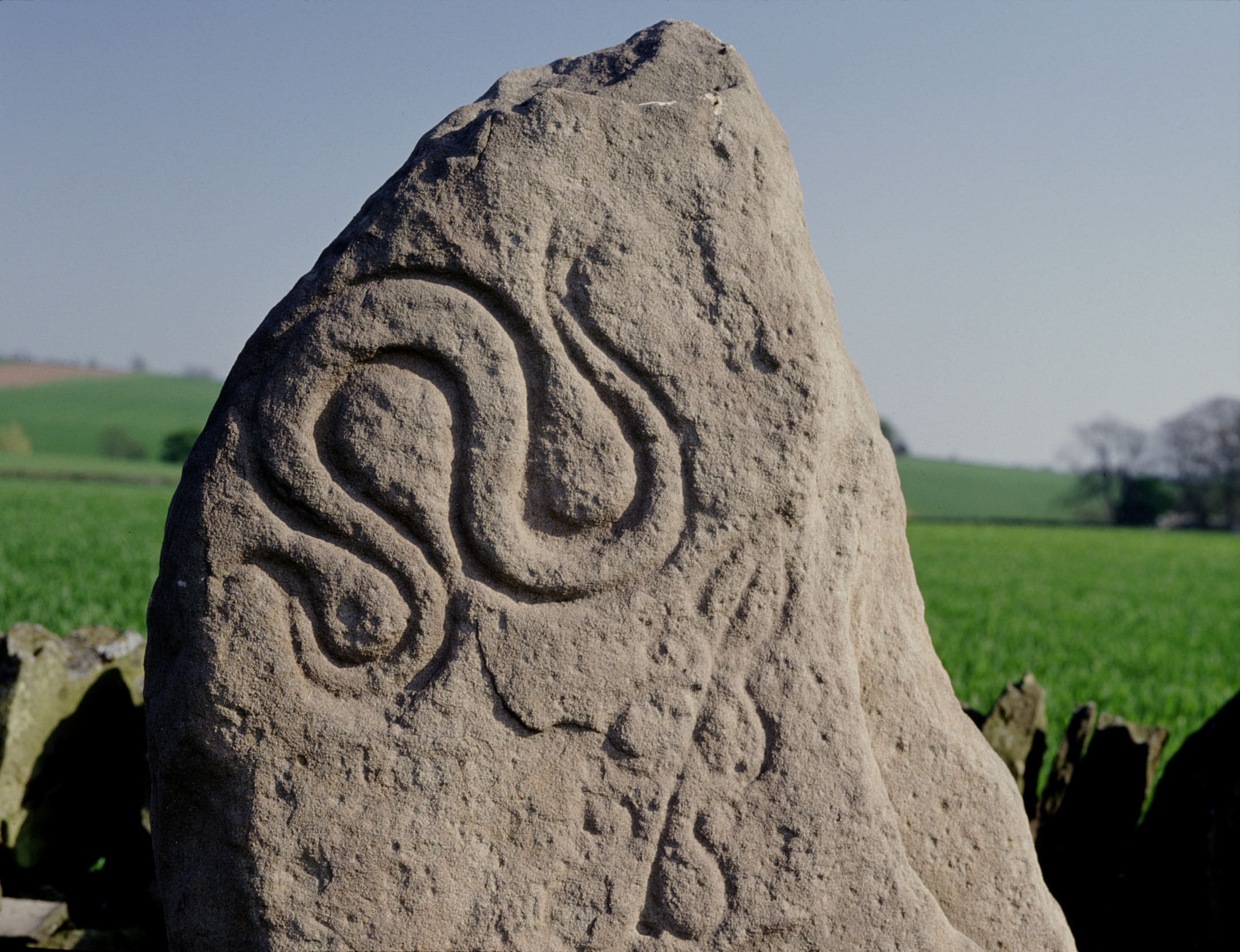An ancient carving on a standing stone. It is a winding, curly pattern, almost snake-like in appearance.